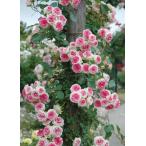 つるミミエデン(バラ苗:つるバラ)　新苗