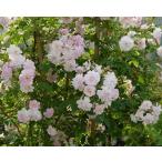 ポールズ・ヒマラヤン・ムスク（バラ苗：オールドローズ）　新苗　つる性