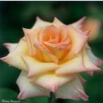 ダイアナ・プリンセス・オブ・ウェールズ（バラ苗：四季咲き大輪系）　新苗