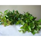 si Kimi корень имеется ... для .... просо .... цветок . три .. передний .. дерево срезанный цветок срезанные цветы поддон 