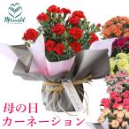 母の日 ギフト プレゼント お母さん 2025 カーネーション 鉢植え 鉢 5号 ギフト プレゼント 鉢植え 花 5号 選べる7色 赤 レッド ピンク 産地直送