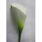 カラーホワイト系 5本 切花 切り花 生け花 花材