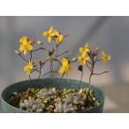 ショッピング苗 Bulbine lolita/ブルビネ・ロリタ