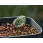 ショッピング苗 Eriospermum erinum/エリオスペルマム・エリヌム