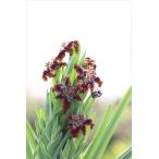 Ferraria foliosa/フェラリア・フォリオ