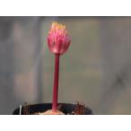 Haemanthus sanguineus pink fl. seedlings/ハエマンサス・サンギネウス ピンク花 実生苗