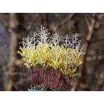 Lachennalia trichophylla/ラケナリア・トリコフィラ