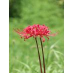 Lycoris chunxiaoensis/リコリス・チュンシアオエンシス
