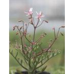 Pelargonium crithmifolium/pe Largo nium*klizmifolium