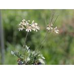 Pelargonium trifoliolatum Btype/ペラルゴニ