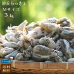 |10%OFF coupon |(M size ) sand . rakkyou 3kg Kagoshima prefecture production la both sand attaching raw rakkyou free shipping 