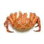 камчатский краб L размер Hokkaido день высота производство 1.8kg