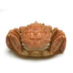  четырёхугольный волосатый краб 2L размер Hokkaido день высота производство 550g