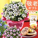 敬老の日 プレゼント ギフト 祖母 花 りんどう 和菓子セット ギフト 花 敬老 花とスイーツ 鉢植え お菓子 和菓子 メッセージ 70代 80代 90代 施設