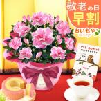 敬老の日 花 ギフト プレゼント 2025 アザレア 早割 鉢植え 生花 かわいい おしゃれ 花とお菓子 スイーツ セット 祖母 孫から 60代 70代 80代