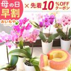 母の日 2024 プレゼント ギフト 胡蝶蘭 鉢植え 花 お菓子 花鉢 花とスイーツ ギフトランキング スイーツ 洋菓子 早割 かわいい 50代 60代 70代 80代