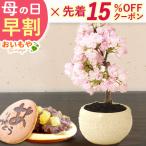 母の日 2024 プレゼント 盆栽 桜 ギフト 花 スイーツ 花とスイーツ ギフトランキング 鉢植え お菓子 和菓子 珍しい カーネーション以外 50代 60代 70代 80代