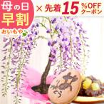 ショッピング鉢 母の日 プレゼント 花 2024 盆栽 藤 花とスイーツ ギフト スイーツ 鉢植え 花鉢 お菓子 和菓子 カーネーション以外 珍しい おしゃれ 60代 70代 80代