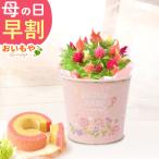 母の日 ギフト プレゼント 花 2026 早割 かわいい 刺繍 ケイトウ バウム 苺 お芋 花とスイーツ 花とお菓子 鉢植え 花鉢 お菓子 洋菓子 スイーツ