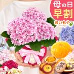 母の日 花 あじさい ギフト 2026 鉢植え プレゼント 花とスイーツ 花鉢 紫陽花 アジサイ 珍しい お菓子 カーネーション以外 60代 70代 80代