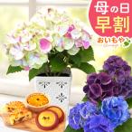 母の日 あじさい ギフト 花 プレゼント 早割 花とスイーツ 2026 鉢植え 紫陽花 アジサイ スイーツ セット 和菓子 お菓子 50代 60代 70代 80代