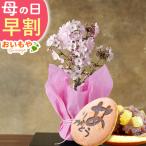 母の日 プレゼント 花 盆栽 桜 2026 ギフト スイーツ 花とスイーツ 御殿場桜 おしゃれ 鉢植え 花鉢 お菓子 和菓子 ミニ おしゃれ 50代 60代 70代