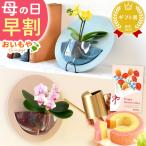 母の日 花 ギフト プレゼント 2026 早割 スイーツ お菓子 胡蝶蘭 スイーツ セット 花鉢 かわいい ミニ 珍しい おしゃれ 花とスイーツ 60代 70代