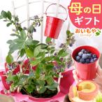 母の日 2024 プレゼント 花 スイーツ ブルーベリー 鉢植え ギフト 花鉢 お菓子 実用的 フルーツ 花とスイーツ 花とお菓子 珍しい 50代 60代 70代 80代