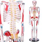 人体骨格模型 1/2人体モデル 筋肉起始／停止色表示型 85ＣＭ スタンド付き 整骨院 教材 医学 高精度