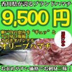 2023年発送開始！香川県産 養殖ブランド オリーブハマチ4kg前後　