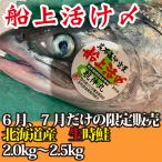 御中元　ギフト　生　船上活け〆　北海道産　時鮭　時知らず　トキシラズ　2.0kg-2.5kg