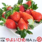 ショッピングいちご 爆買 いちご ギフト イチゴ 苺 やよいひめ 大粒 特A  2パック 贈答用  ギフト 朝採り 完熟 フルーツ お取り寄せ 茨城