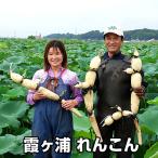 れんこん レンコン 蓮根 霞ヶ浦れんこん2kg箱 有機質肥料にこだわって栽培 国産 土浦 茨城県 かすみがうら お中元 ギフト