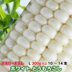 訳あり お試し とうもろこし 甘い トウモロコシ 白系 4kg箱 2L 350g以上 10〜14本 茨城県 産直 朝採り 朝どれ 当日出荷 お取り寄せ corn