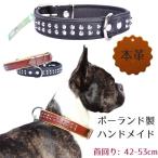 ZOOleszczゾーレシチ犬用首輪首回り:42-53cm幅:3cmスパイ...