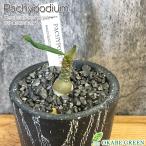 観葉植物小さいパキポディウムサキュ...