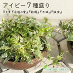 観葉植物 アイビー ヘデラ 7種盛り 寄せ植え ラッピング無料 茶陶器鉢 おしゃれ 母の日 ギフト プレゼント 鉢植え 人気 お祝い 誕生日 贈り物 お祝い 送料無料