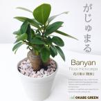 ショッピング観葉植物 観葉植物 種類 ガジュマル フィカス 白セラアート鉢 3号 ピンク石付 受皿付 鉢植え 多幸の木 ギフト プレゼント がじゅまる お祝い 送料無料 白2