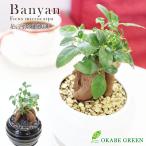 観葉植物おしゃれガジュマルフィカス...