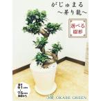 観葉植物 種類 ガジュマル フィカス