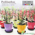 観葉植物 おしゃれ 室内 ペディランサス 銀竜 カラープラスチック鉢 黒鉢皿付 商売繁盛の木 金運 風水 ダイギンリュウ ギンリュウ 商売繁盛 送料無料 黒2