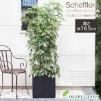 観葉植物おしゃれ大型本物シェフレラ...