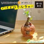  гидропоника gaju maru декоративное растение земля нет модный orange zeo свет можно выбрать контейнер Mini . лист День матери подарок подарок день рождения начинающий маленький открытие праздник 