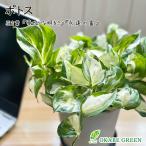 母の日 鉢植え ギフト プレゼント 観葉植物 ポトス ステータス プラスチック鉢 ラッピング無料 黒受皿付 おしゃれ 鉢植え 人気 お祝い 誕生日 送料無料 黒4