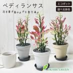 観葉植物 ペディランサス 銀竜 4号 選べる エコポット鉢 ラッピング無料 受皿付 黒デコジャリ小付 商売繁盛 お祝い 人気 プレゼント ギフト 誕生日 送料無料 黒2