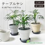 観葉植物 小さい テーブルヤシ 4号 エコポット鉢 ラッピング無料 黒皿付 黒デコジャリ小付 おしゃれ 母の日 ギフト プレゼン 鉢植え 人気 誕生日 送料無料 黒2