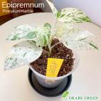 観葉植物 おしゃれ 希少品種 3号 エピプレムナム ピナツム マーブル 3.5号 プラ鉢 黒皿付 ハブカズラ 斑入り お祝い 誕生日 母の日 プレゼント 贈り物 送料無料