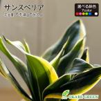 観葉植物小さいサンスベリアミニ3....