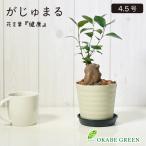 観葉植物 ガジュマルの木 フィカス 4.5号 ラッピング無料 ベージュセラ鉢 鉢植え おしゃれ 人気 誕生日 母の日 プレゼント 送料無料 黒3