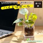ハイドロカルチャー ポトス 観葉植物 土なし おしゃれ ハイドロボール 選べる器 ミニ 観葉  母の日 プレゼント ギフト 誕生日 初心者 小さい 開店祝